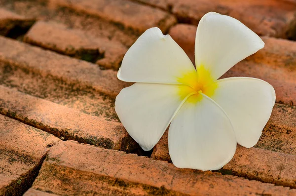 Yerdeki güzel Plumeria çiçekleri