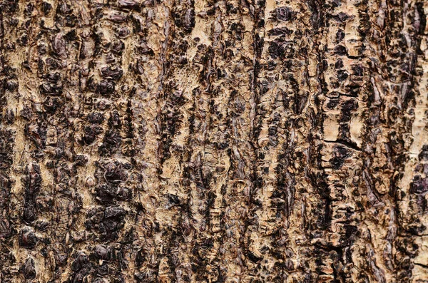 Chamchuri ağacının kabuğu.