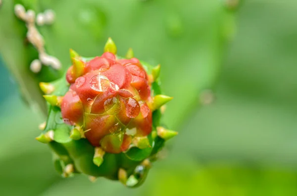 Fresh Dragon Fruit Tree Nature — 스톡 사진