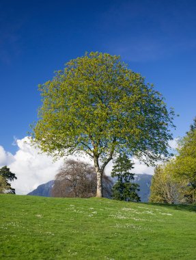 parkta bahar