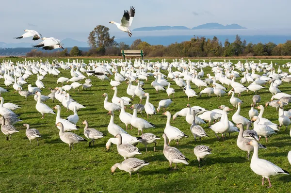 Snow geese — Stock Photo, Image
