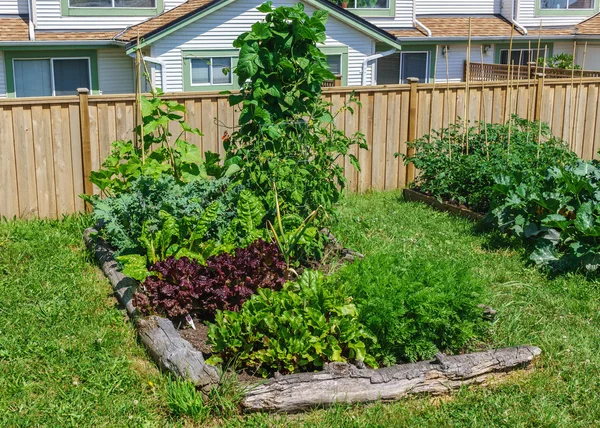 Backyard gardening — Stock Photo, Image