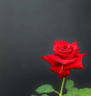 Romantizm kavramı - Kırmızı, güzel, siyah bir arkaplan