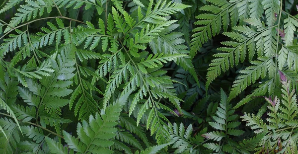 Vacker Natur Bakgrund Många Gröna Ormbunkar Pteridophyta Blad — Stockfoto