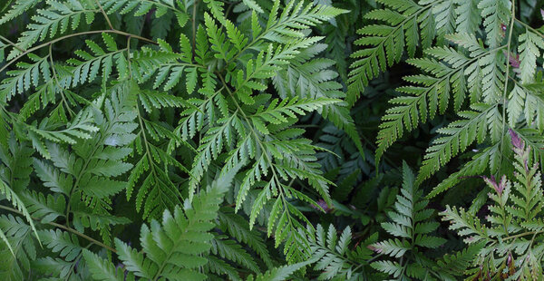 Beautiful nature background - Many green fern Pteridophyta  leaves 