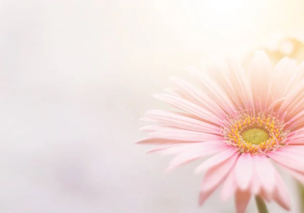 Mooie Natuur Roze Zachte Wazig Achtergrond Roze Bloem Als Natuur — Stockfoto