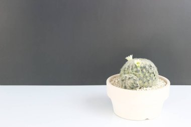 Gri arka planda çömlek içinde güzel beyaz mammillaria plumosa - Dünya 'yı kurtar- bitki büyümesi