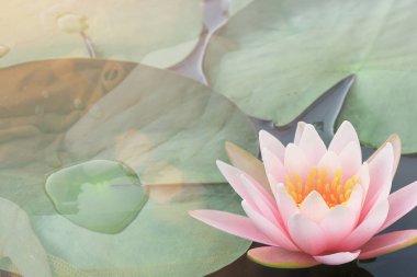 Dini kavram. Makha Bucha günün kutlu olsun. Güzel pembe zambak çiçeği, su üzerindeki polen ve taç yapraklarının mavi ellerle bir Budist keşişe sadaka verdiğini gösteriyor.