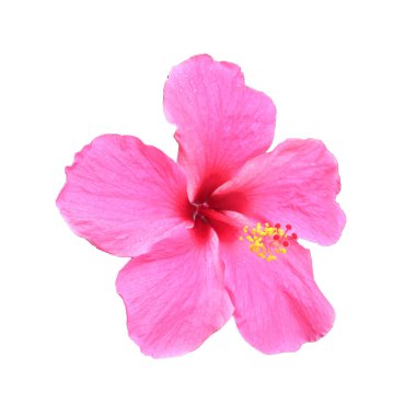 Pembe amber çiçeği beyaz arkaplanda izole.