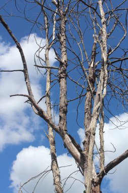 Yüksek irtifa ölü ağaçlar mavi gökyüzü altında.