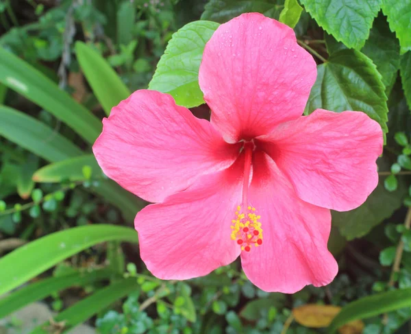 Bahçedeki Pembe Hibiscus — Stok fotoğraf