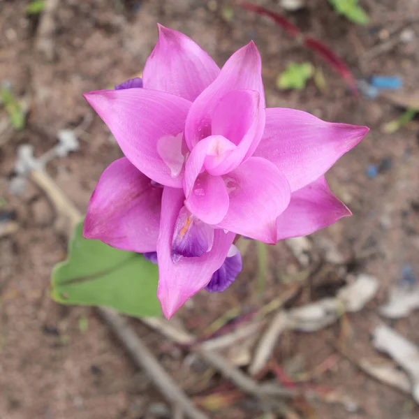 Όμορφα Λουλούδια Τουλίπας Σιάμ Ανθίζουν — Φωτογραφία Αρχείου