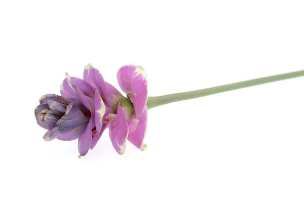 Tulipano Siam Rosa Isolato Sfondo Bianco — Foto Stock