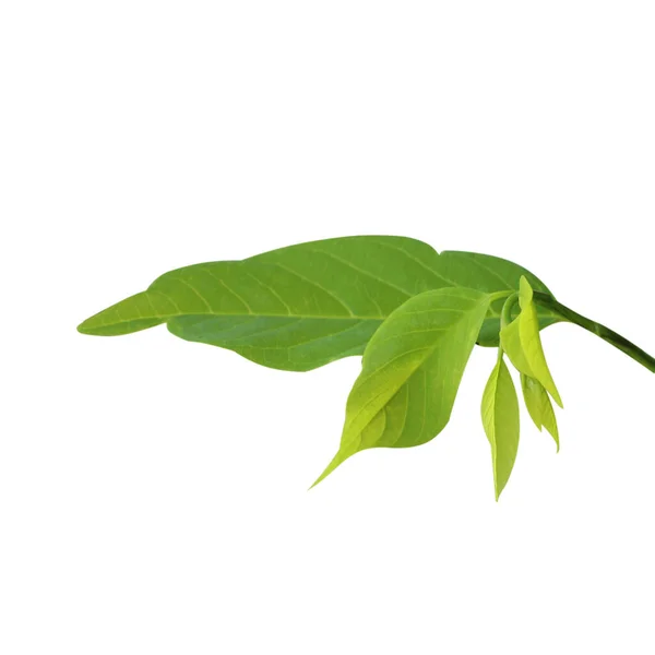 Vaniljsås Äpple Leaf Isolerad Vit Bakgrund — Stockfoto
