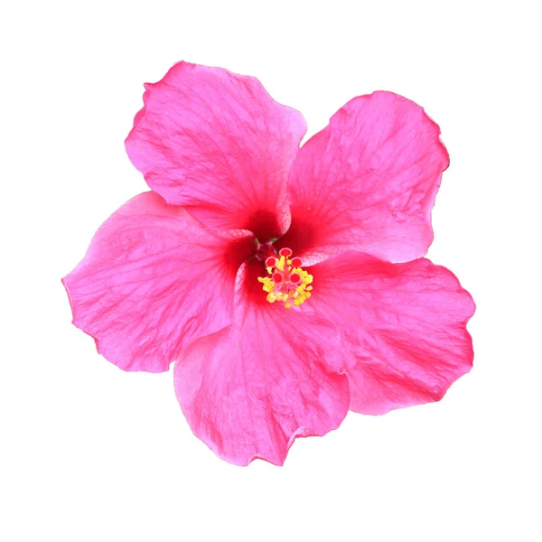 Hibiscus Rose Isolé Sur Fond Blanc — Photo