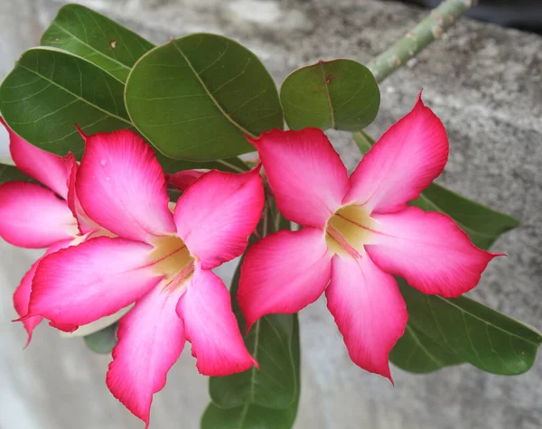 Цветочный Фон Тропический Цветок Розовый Адениум Пустынная Роза — стоковое фото