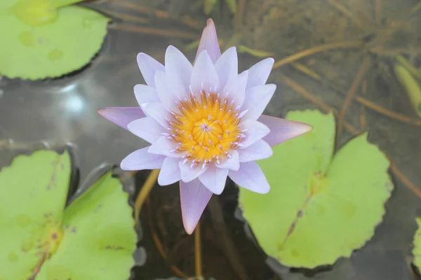 Flor Lótus Belo Lótus Lagoa — Fotografia de Stock