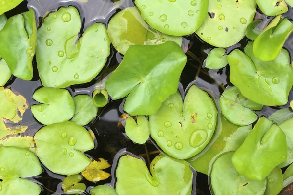 Lotusblad Een Vijver Met Waterdruppels — Stockfoto