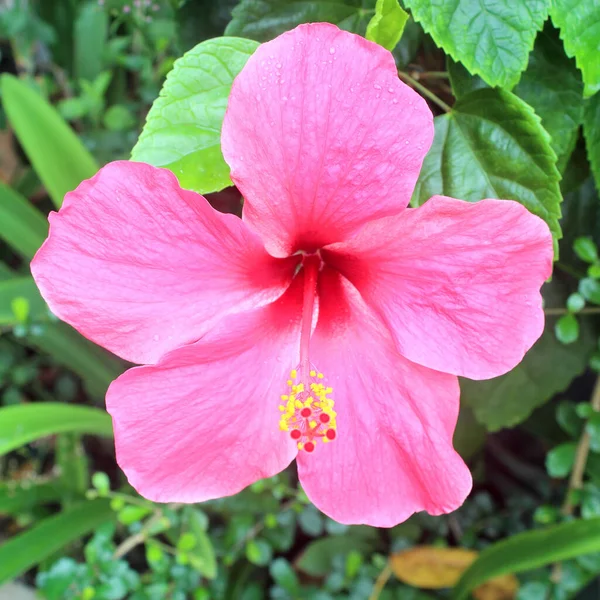 Hermosas Flores Hibisco Rosa Jardín Flores — Foto de Stock