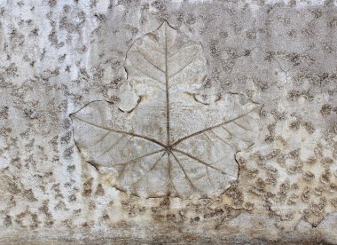 Çimento dokusu arka planında yaprak