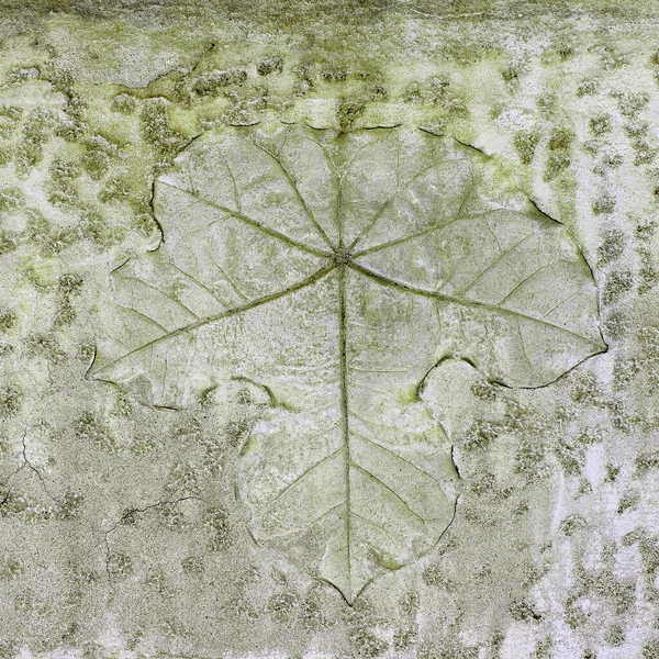 Hoja Sobre Fondo Textura Cemento — Foto de Stock