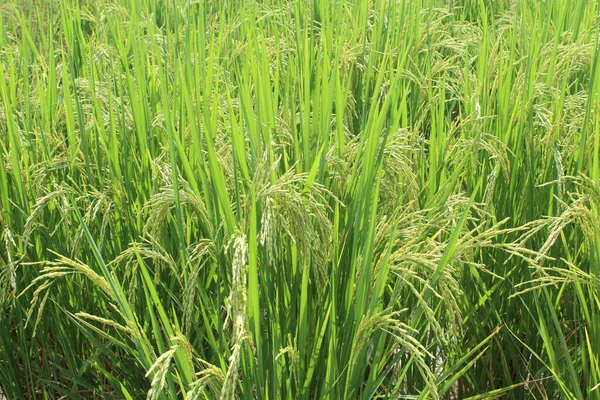 Beautiful Rice Field Background Texture — Stock Photo, Image