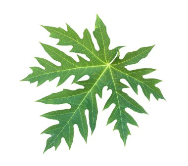 Papaya yaprağı bembeyaz.