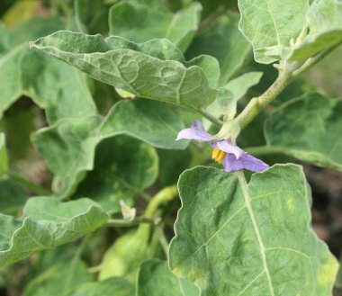 ağaçtaki mor patlıcan çiçekleri