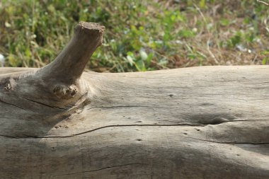 Ağaç ahşap doku arka planı için.