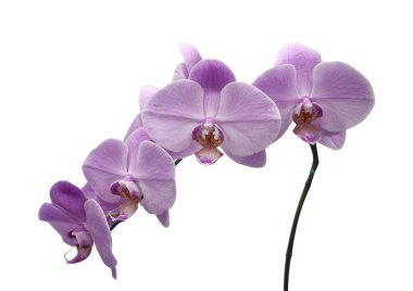 güzel çiçek orkide, mavi phalaenopsis yakın çekim