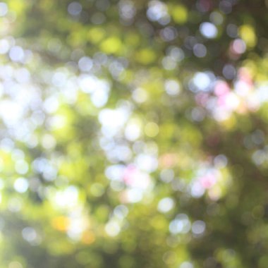 bokeh ağaç arkaplan dokusu