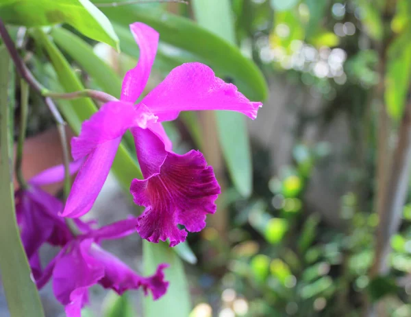 Orchidej Květina Zahradě — Stock fotografie