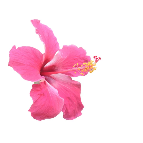 Hibiscus Rose Isolé Sur Fond Blanc — Photo