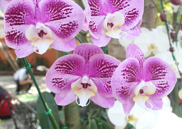 Detailní Záběr Orchidej Falaenopsis Kytice Květin Orchideje — Stock fotografie