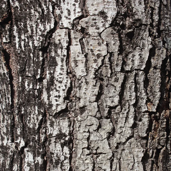 Struttura Della Corteccia Dell Albero Natura Legno Sfondo — Foto Stock