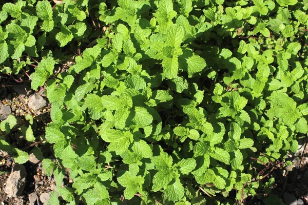 Cultivo Hortelã Fazenda Orgânica — Fotografia de Stock