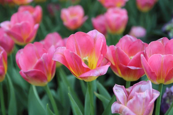 Hermoso Ramo Tulipanes Tulipanes Coloridos — Foto de Stock