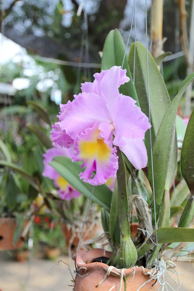 Kattleya Orchidej Květina Zahradě — Stock fotografie