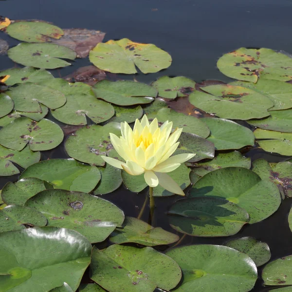 Gele Lotus Vijver — Stockfoto