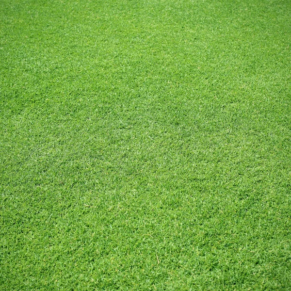 Green Lawn Background Texture — Stock Photo, Image