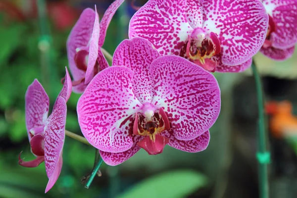 Primer Plano Phalaenopsis Orquídea Ramo Flores Orquídeas —  Fotos de Stock