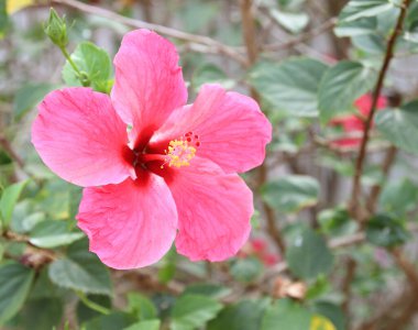 Bahçedeki Pembe Hibiscus