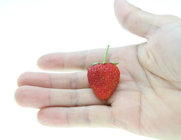 Erdbeeren Der Hand Isoliert Auf Weißem Hintergrund — Stockfoto