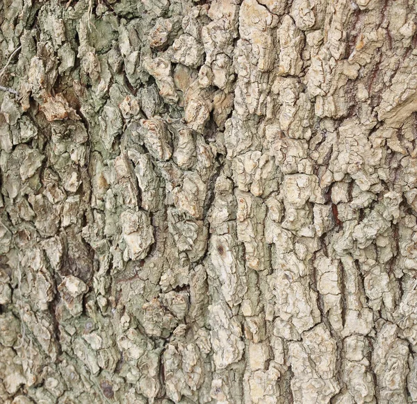 Bark Tree — Stock Photo, Image