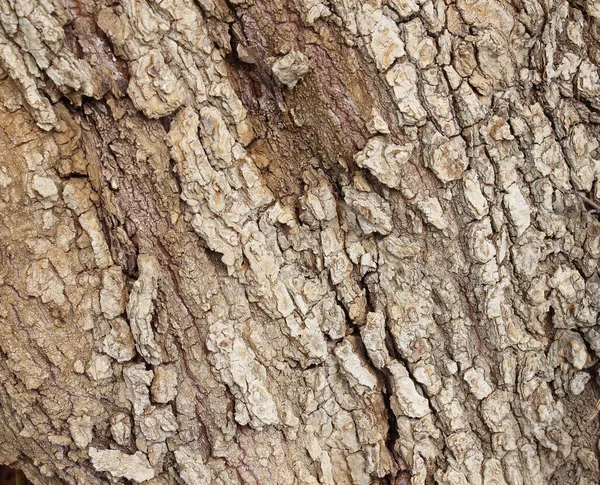 Кора Дерева Фоновой Текстуры — стоковое фото