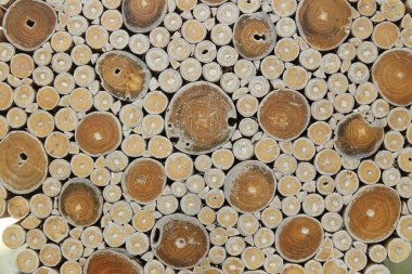 Ağaç kökleri arkaplan veya doku