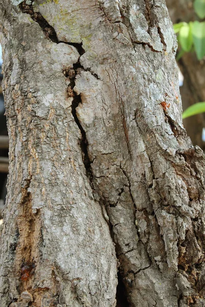 Textura Casca Árvore Casca Fundo — Fotografia de Stock