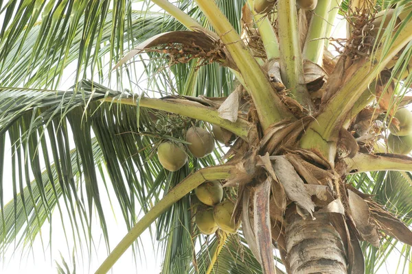 Grüne Kokosnuss Der Palme — Stockfoto