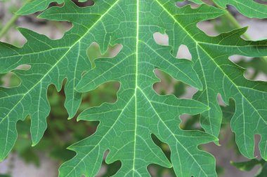 Bahçede Papaya yeşil yaprağı.