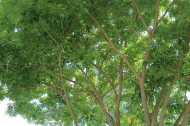 Orman ağaçları. doğa yeşil ahşap güneş ışığı arka planı.